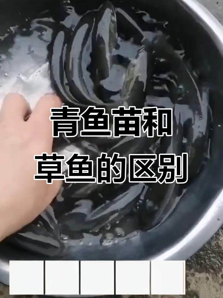 青鱼苗与草鱼的差别,螺丝皖爱吃田螺