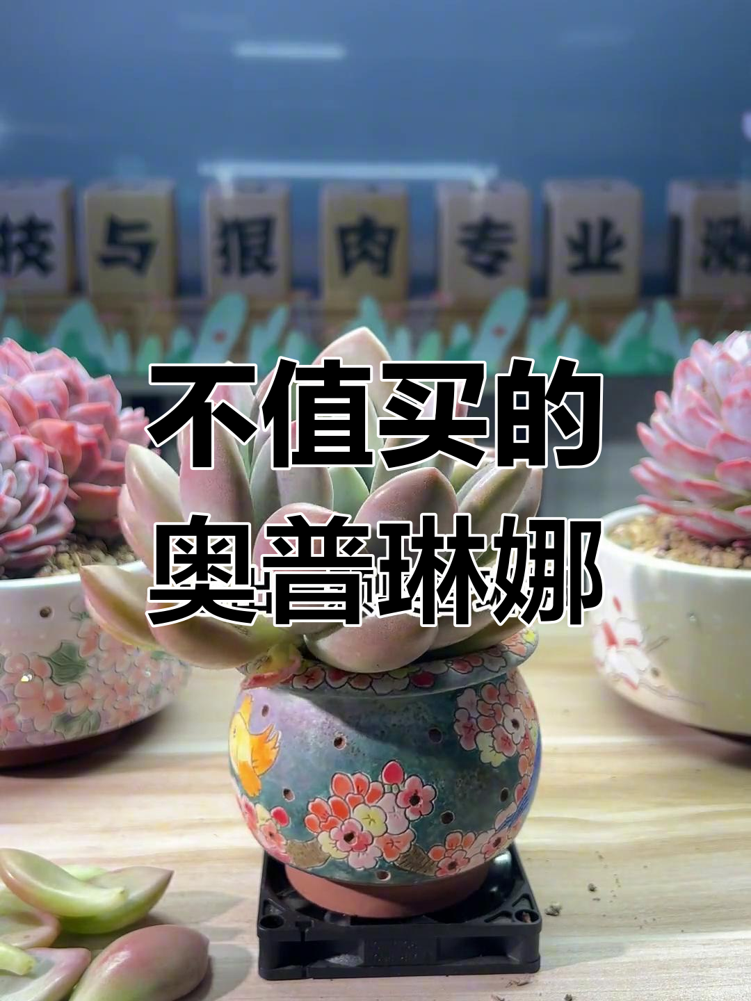 奥普琳娜多肉店铺踩坑,不值这个价!
