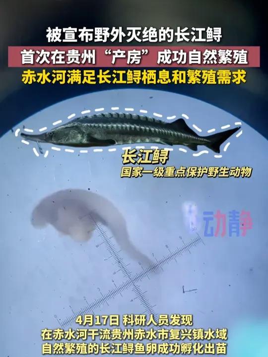 被宣布野外灭绝的长江鲟首次在赤水河流域成功自然繁殖,我国长江水生生物多样性科研行动取得重大