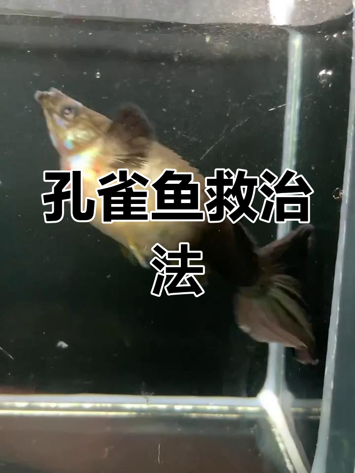 孔雀鱼炸鳞难以治愈,如有妙招请分享