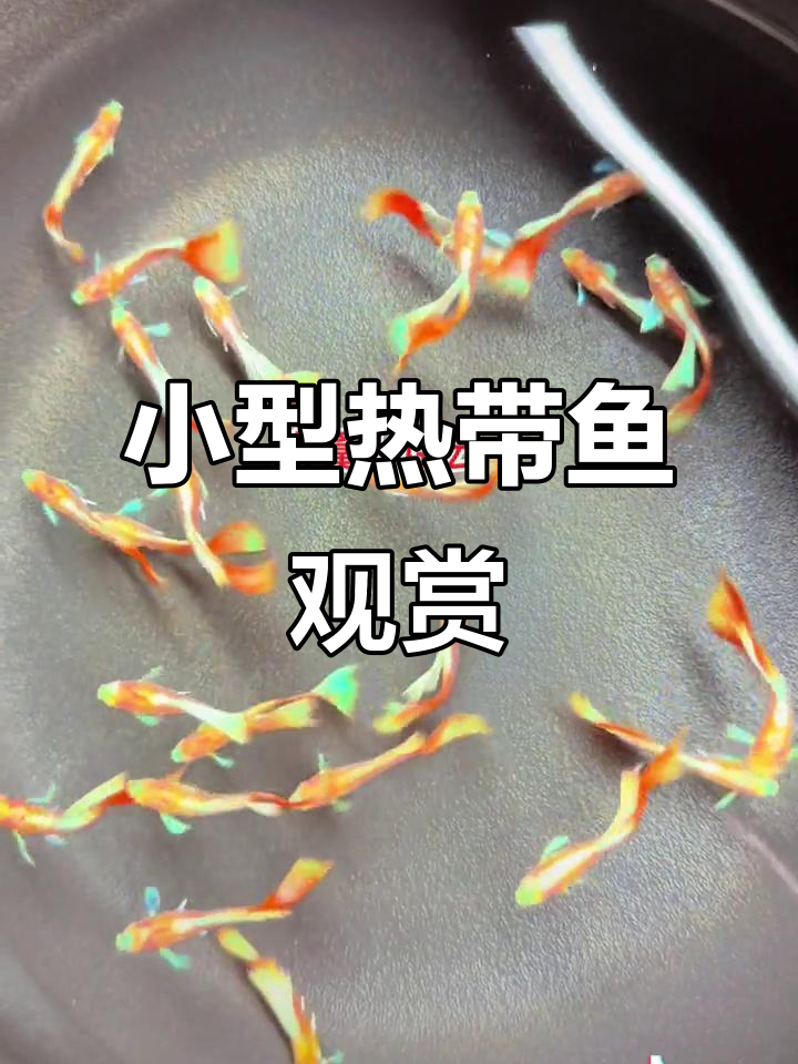 最新萌宠:孔雀鱼与小型热带鱼的欧翼火烧云奇观