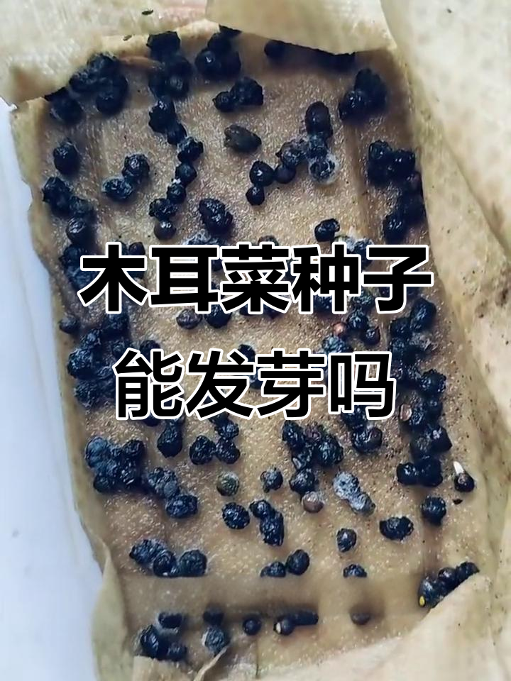 木耳菜种子催芽失败?怎么办才能让它发芽呢!