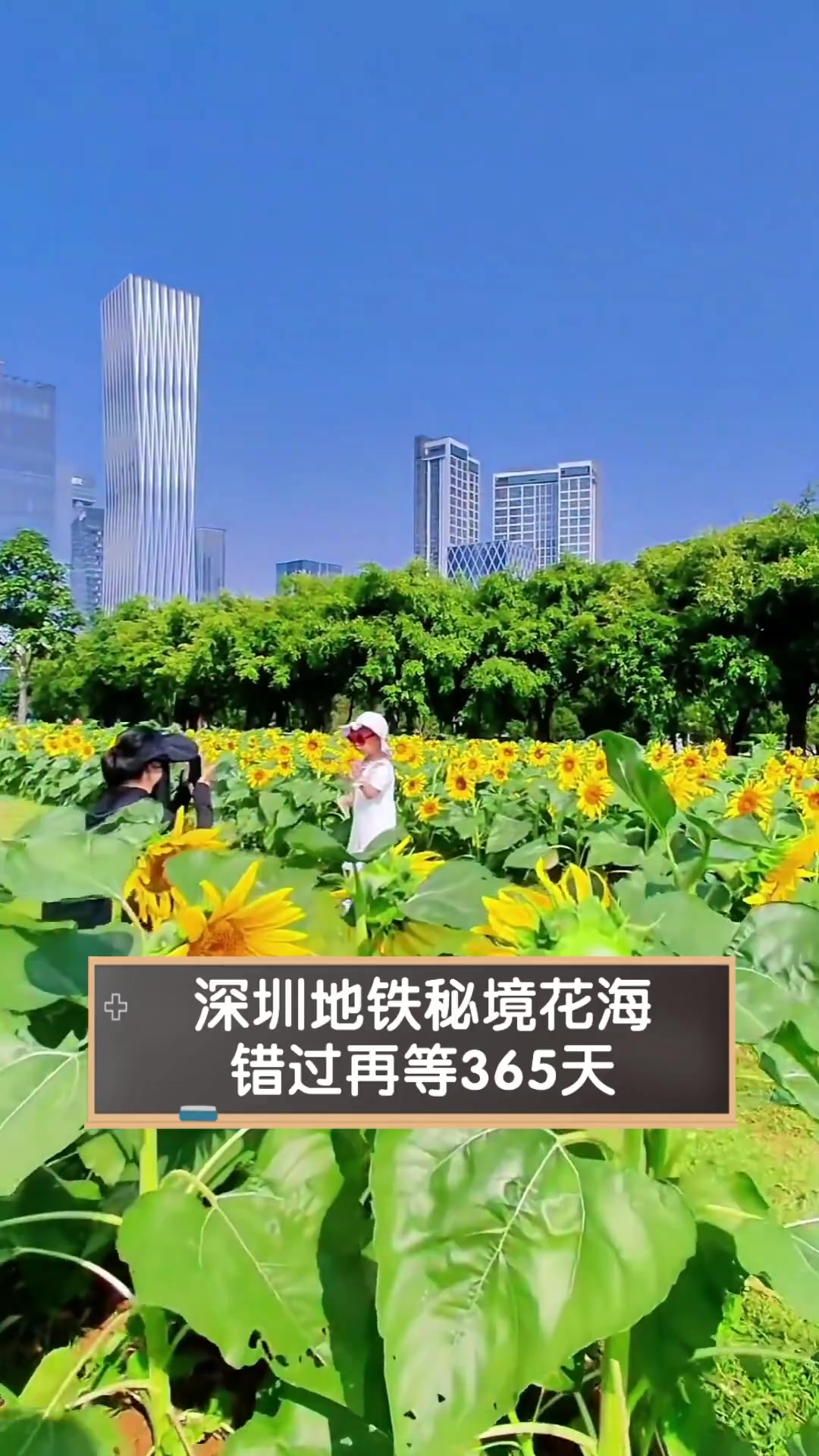 深圳地铁秘境花海,错过再等365天
