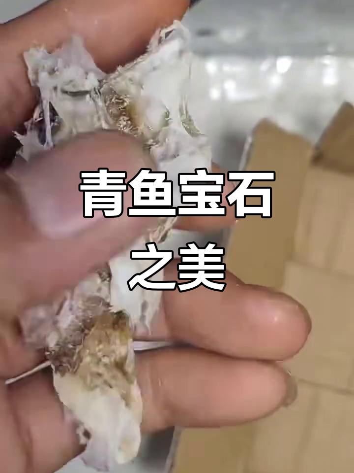 青鱼喉骨,打磨后如琥珀般美丽,价值堪比珍宝