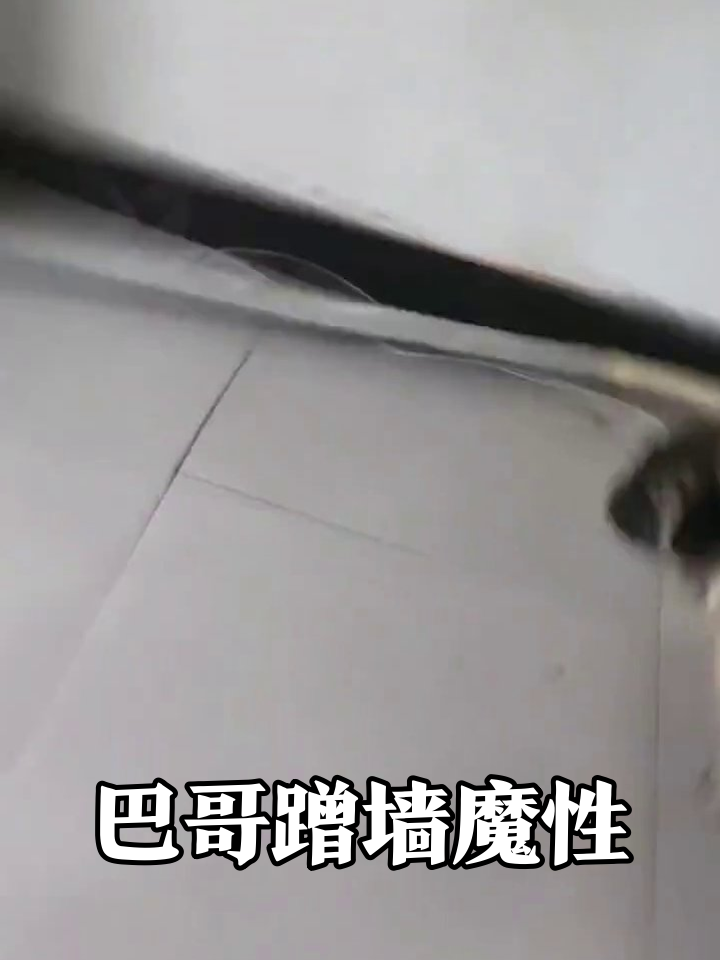 巴哥犬蹭墙姿势笑翻!搞破坏后装乖,被摸下巴秒变表情包