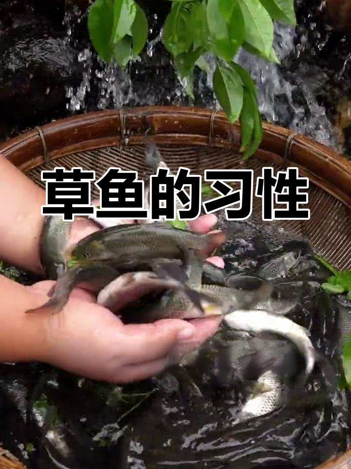 草鱼:典型的食草鱼类,活泼好动