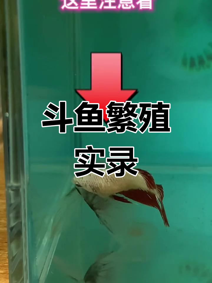 斗鱼繁殖全过程:玻璃尾半月与红龙半月的成功配对
