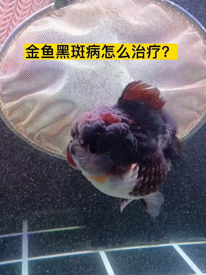 金鱼黑斑病的治疗方案