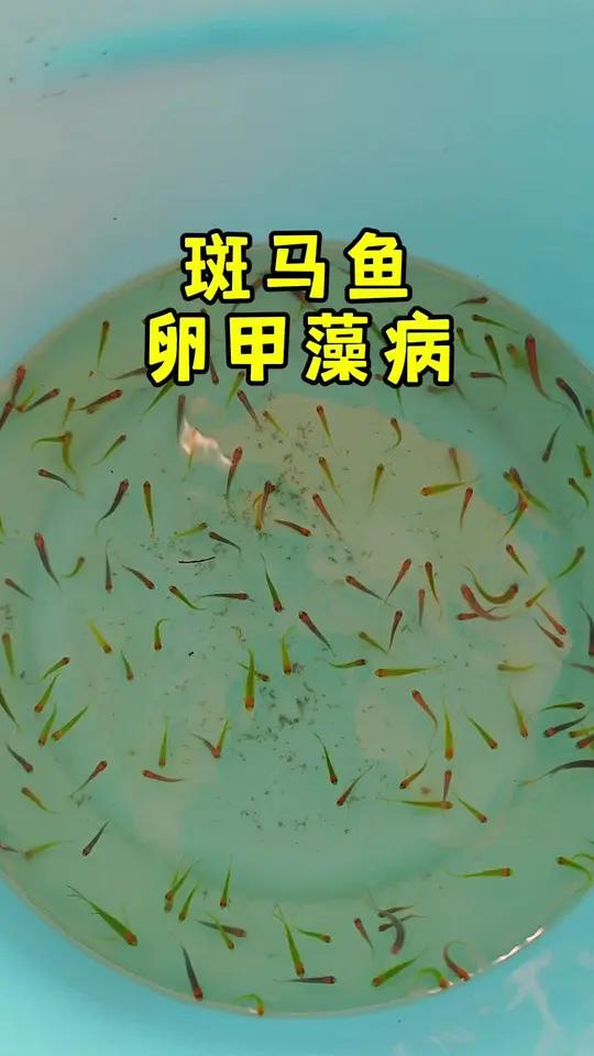 斑马鱼 卵甲藻
