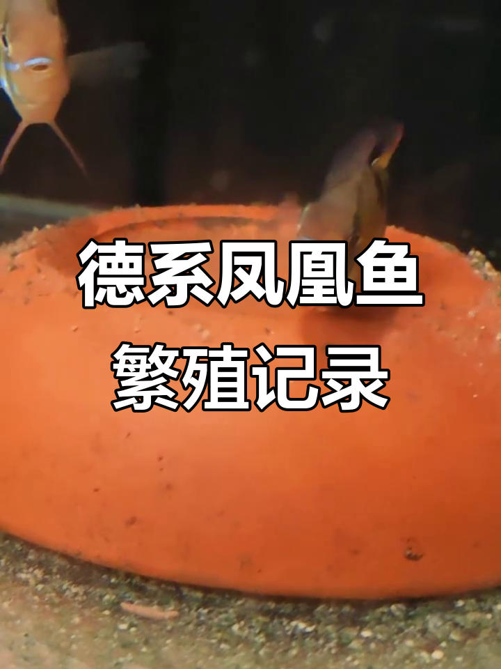 德系荷兰凤凰鱼产卵全过程，公母合作繁殖实录