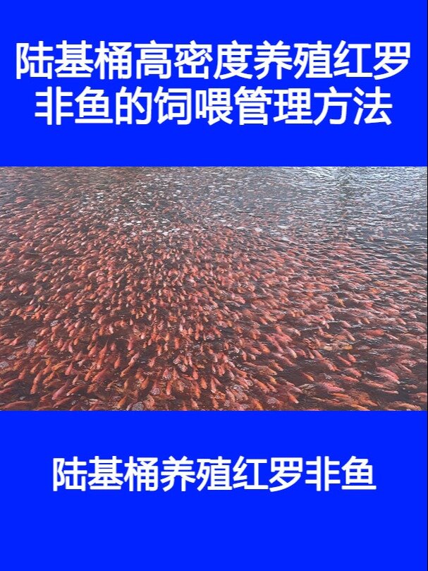 陆基桶高密度养殖红罗非鱼的饲喂管理方法