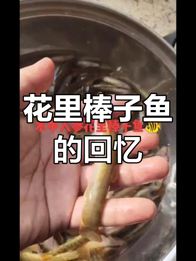 好久没见这种鱼了,老家叫花里棒子,你们知道它叫什么吗?