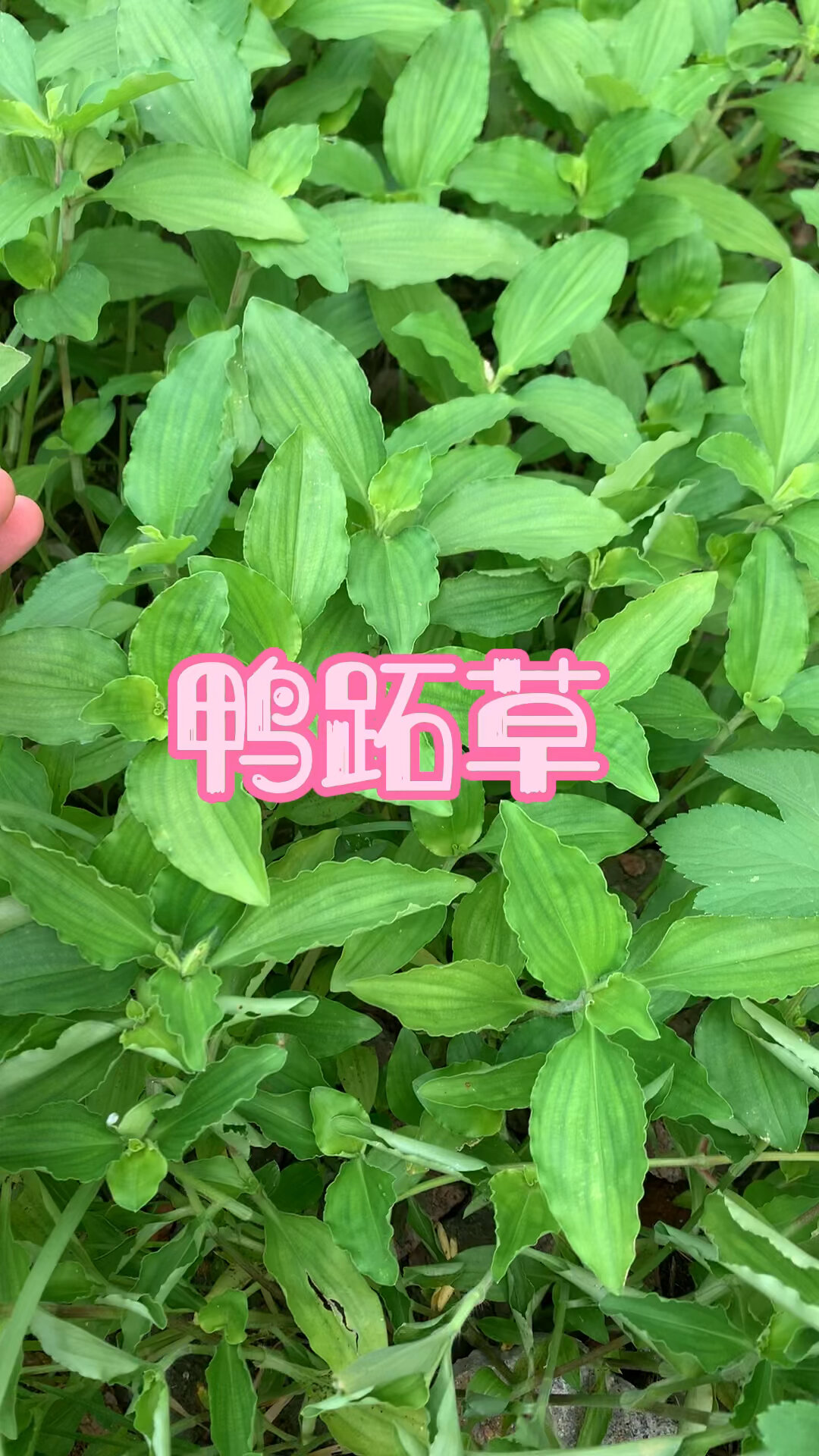 植物知识之鸭跖草