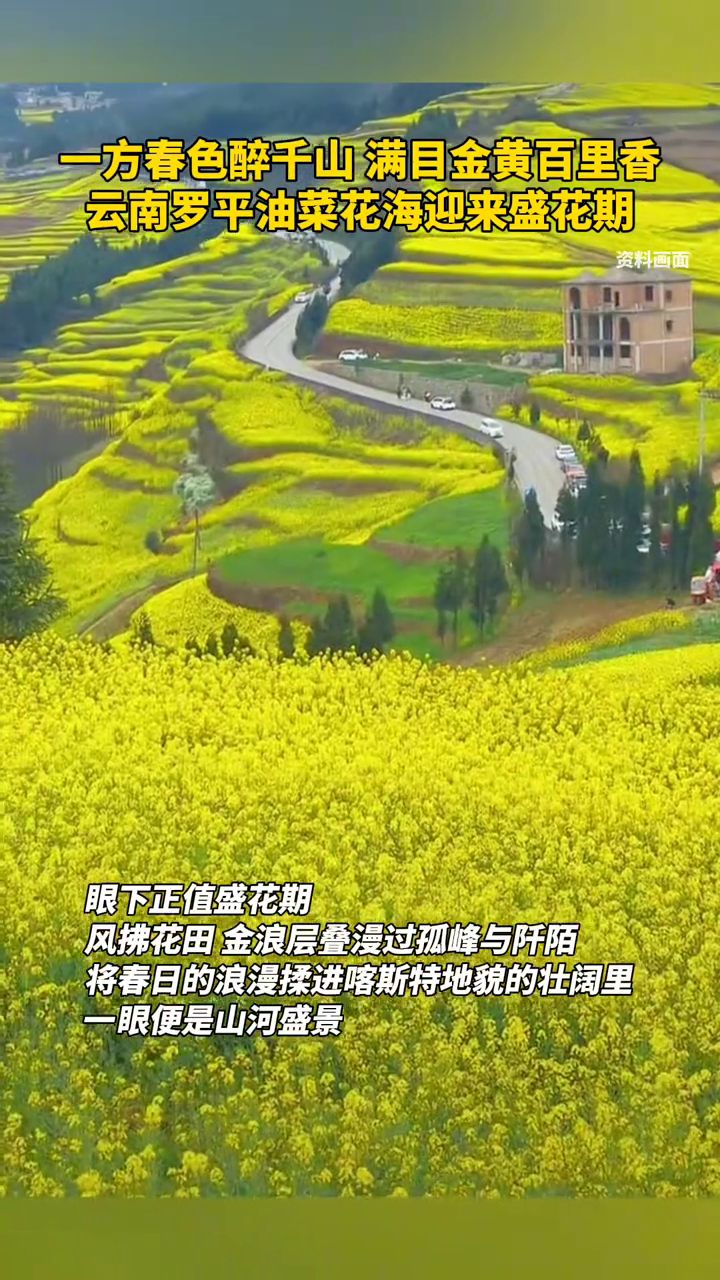 一方春色醉千山,满目金黄百里香,云南罗平油菜花海迎来盛花期