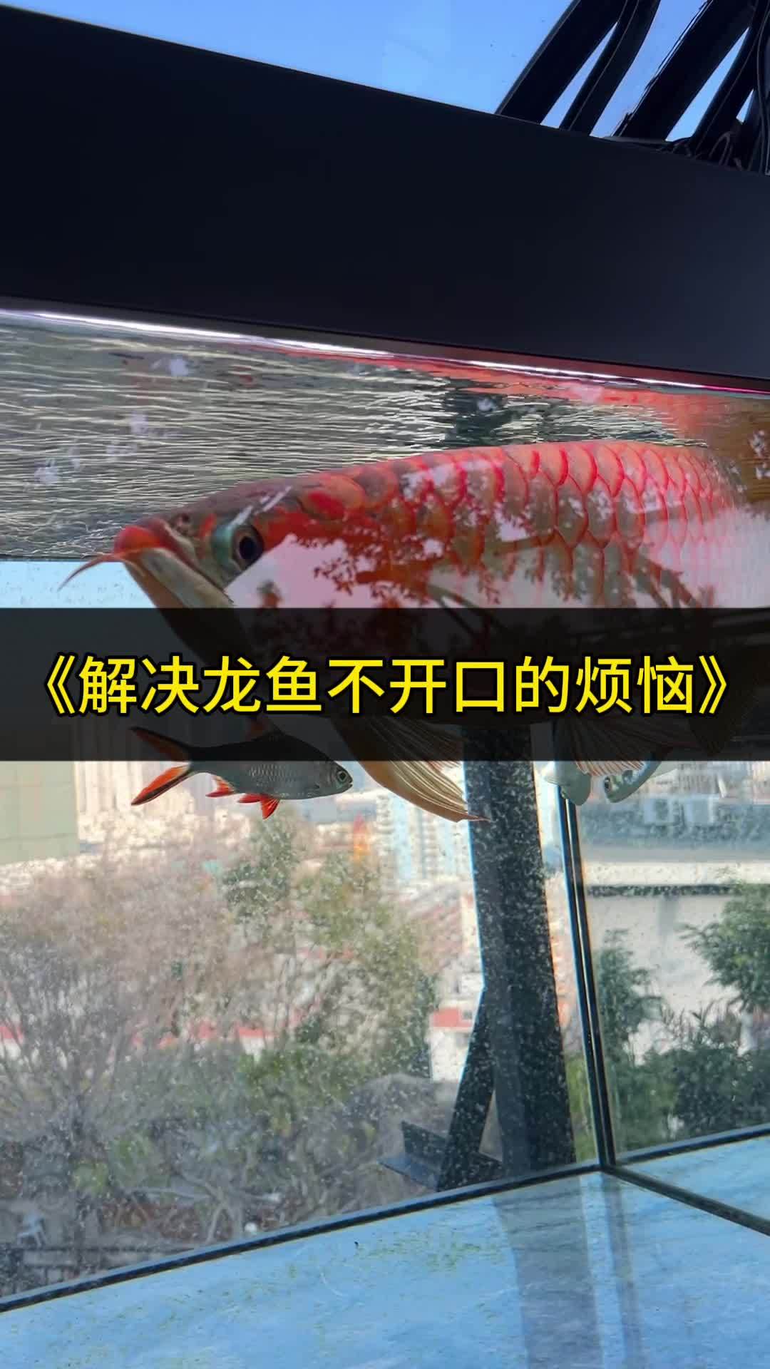 龙鱼活力不足肠道调理是关键一招见效 龙鱼活力不足肠道调理是关键一招见效 观赏鱼 水族 印尼