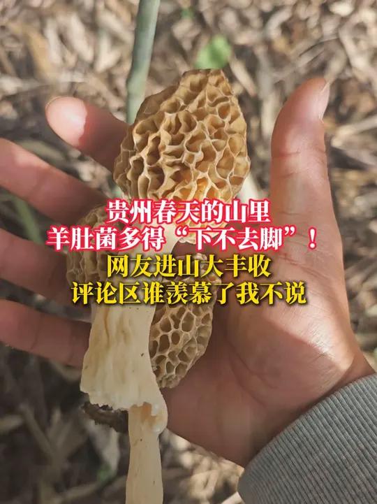 贵州春天的山里 羊肚菌多得“下不去脚”!网友进山大丰收 评论区谁羡慕了我不说(画面来源:@