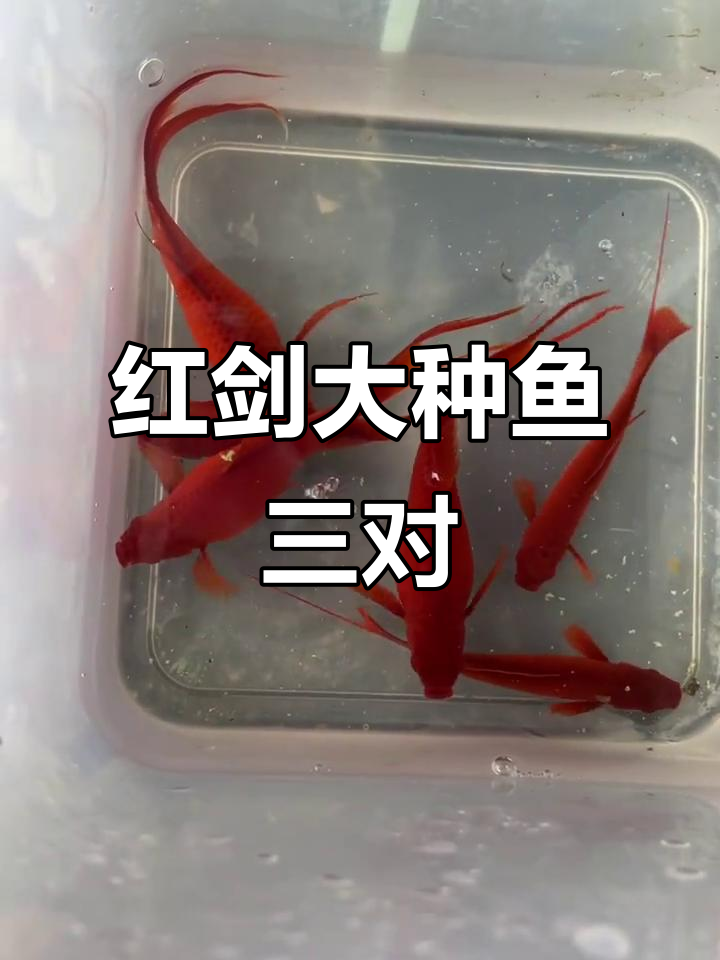 燕尾红剑大种鱼3对,挑选优质品种送给你