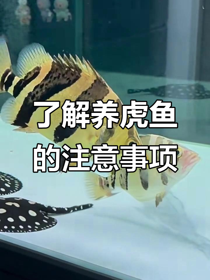 养虎鱼前必看：水质、缸体大小和隔离技巧全解析