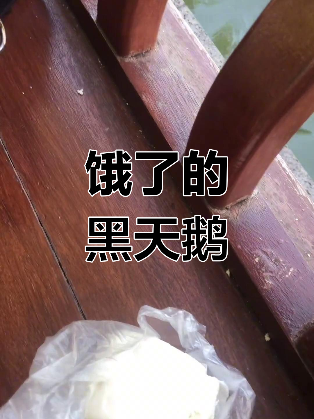 黑天鹅眼巴巴地看着我,馒头一丢就抢着吃