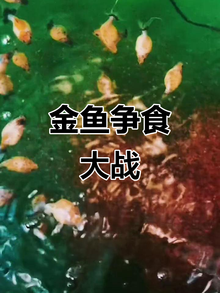 兰寿金鱼孔雀鱼抢食大作战,喂水蚤吃得超开心!