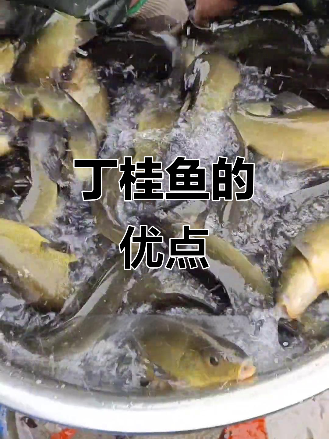 丁桂鱼生长迅速，肉质鲜美，适应性强，养殖简单
