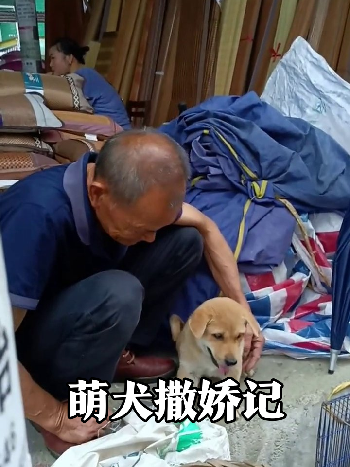 老人摸狗遭围观,小黄狗撒娇求抱抱结局萌化了