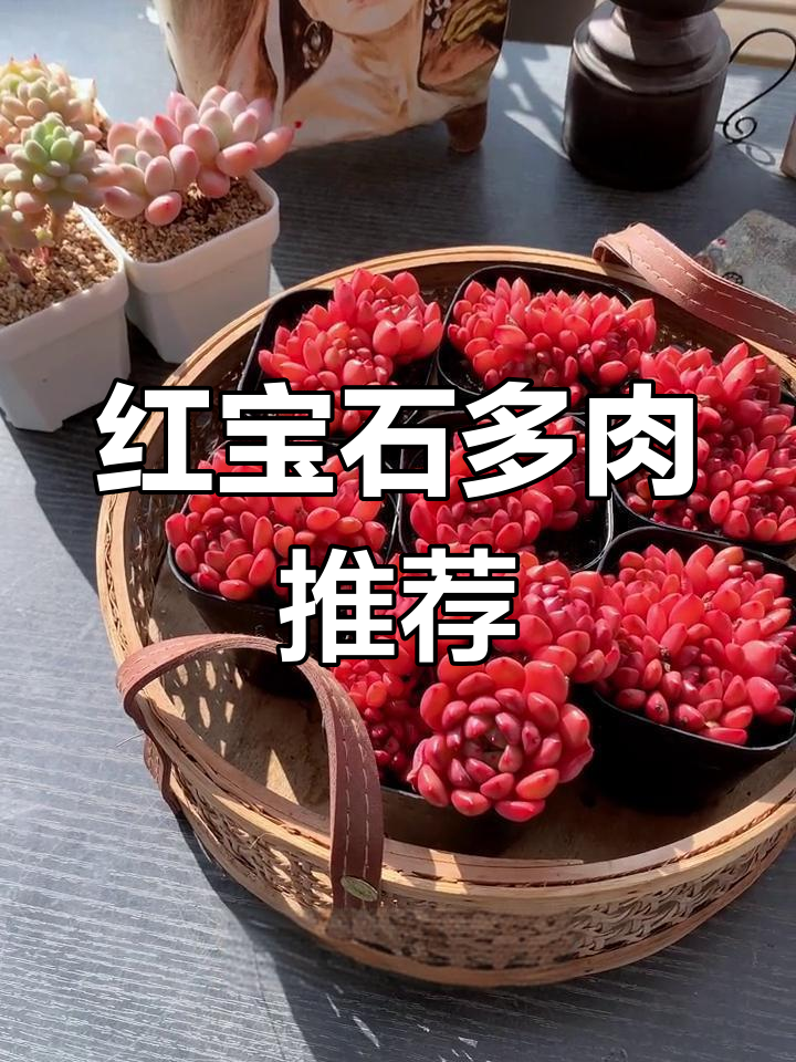 新年红宝石,阳台必备的红色多肉