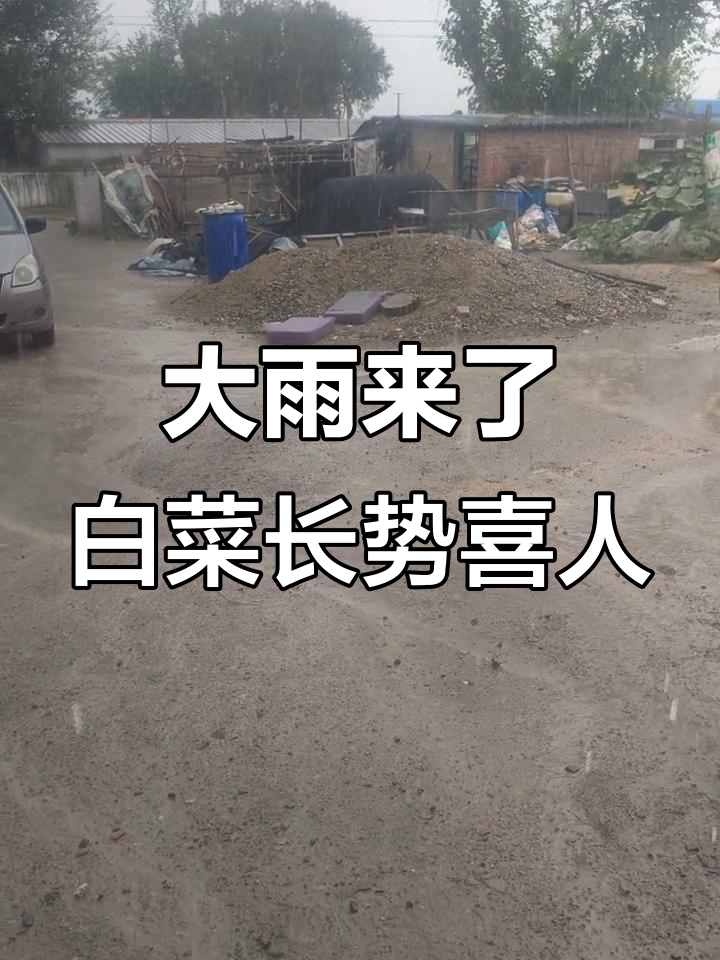 雨下得正大,小白菜也借力生长了