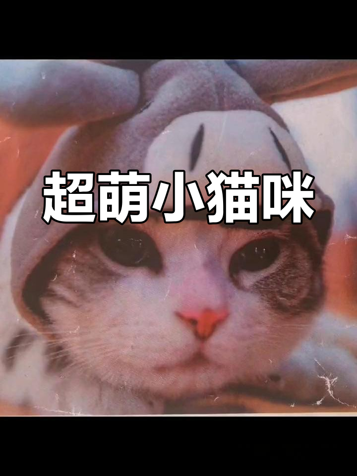 萌猫图片大集合,超可爱猫咪瞬间融化你的心