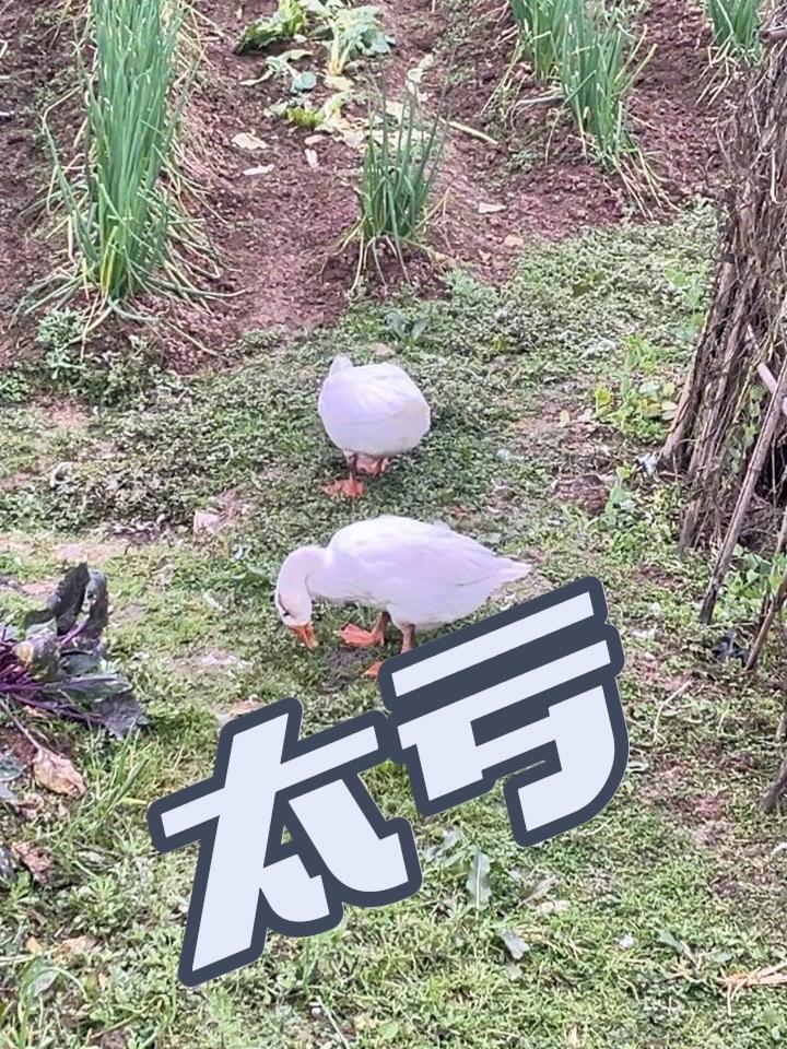 20块钱一只35一对买的鹅苗，现在养大了能卖多少钱一斤？8块！你没看错就是8块！#农村生活