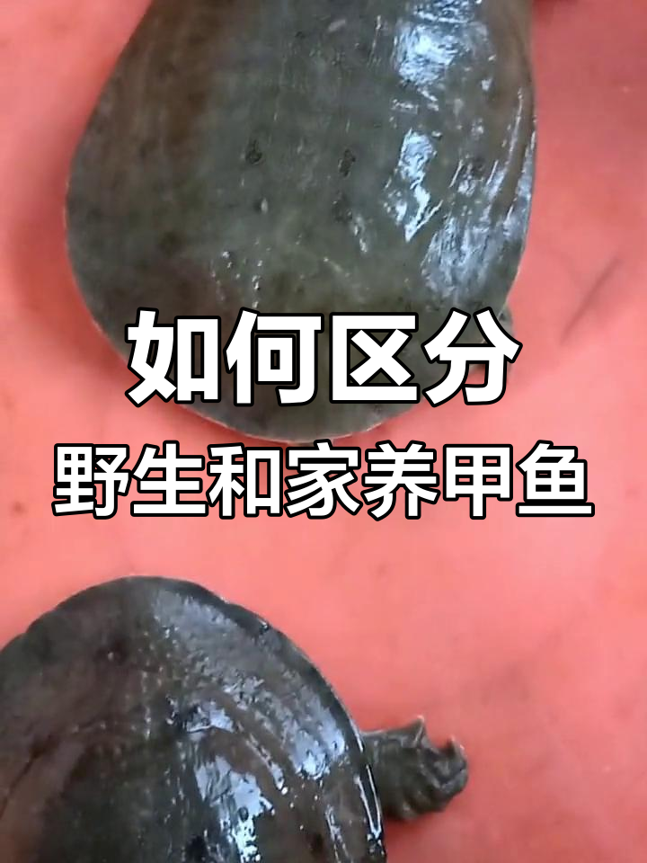 野生甲鱼与家养的区别辨别技巧