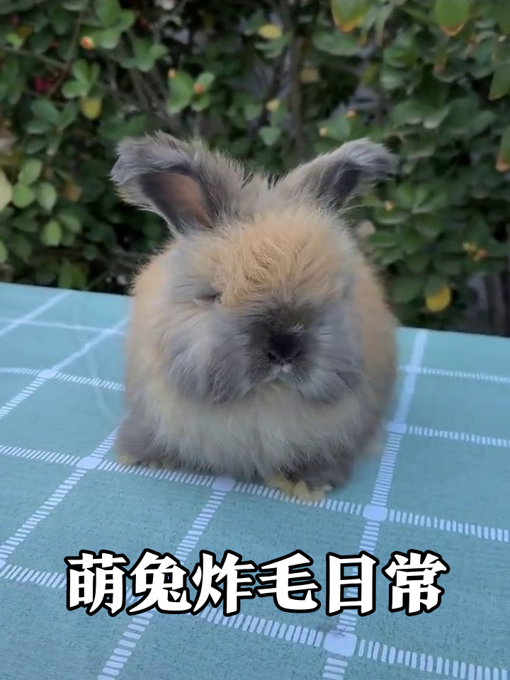 炸毛兔子萌到心化!灰棕奶茶配色像蓬松蒲公英
