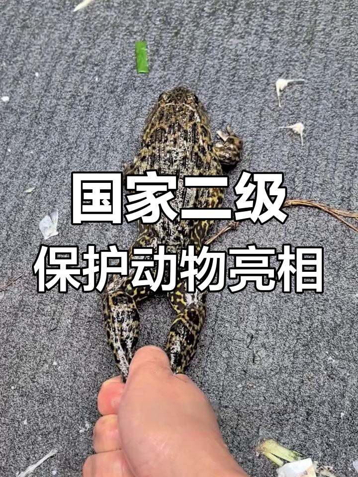 番禺大雨现罕见虎纹蛙