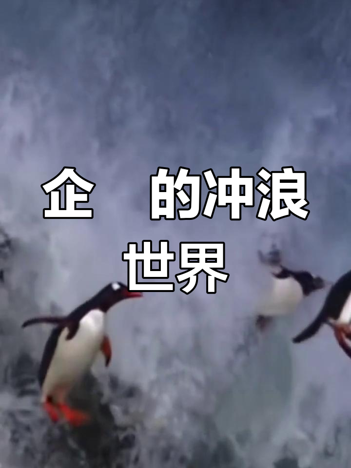 南半球企鹅冲浪高手