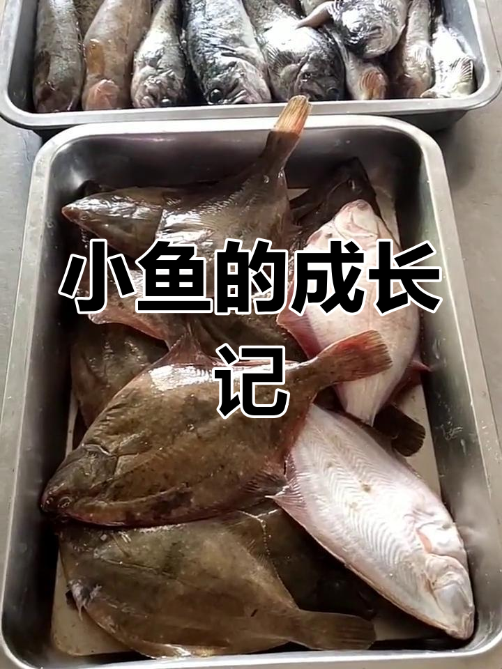 这种小鱼,小时候叫小沙了啪,长大后成石讲鱼