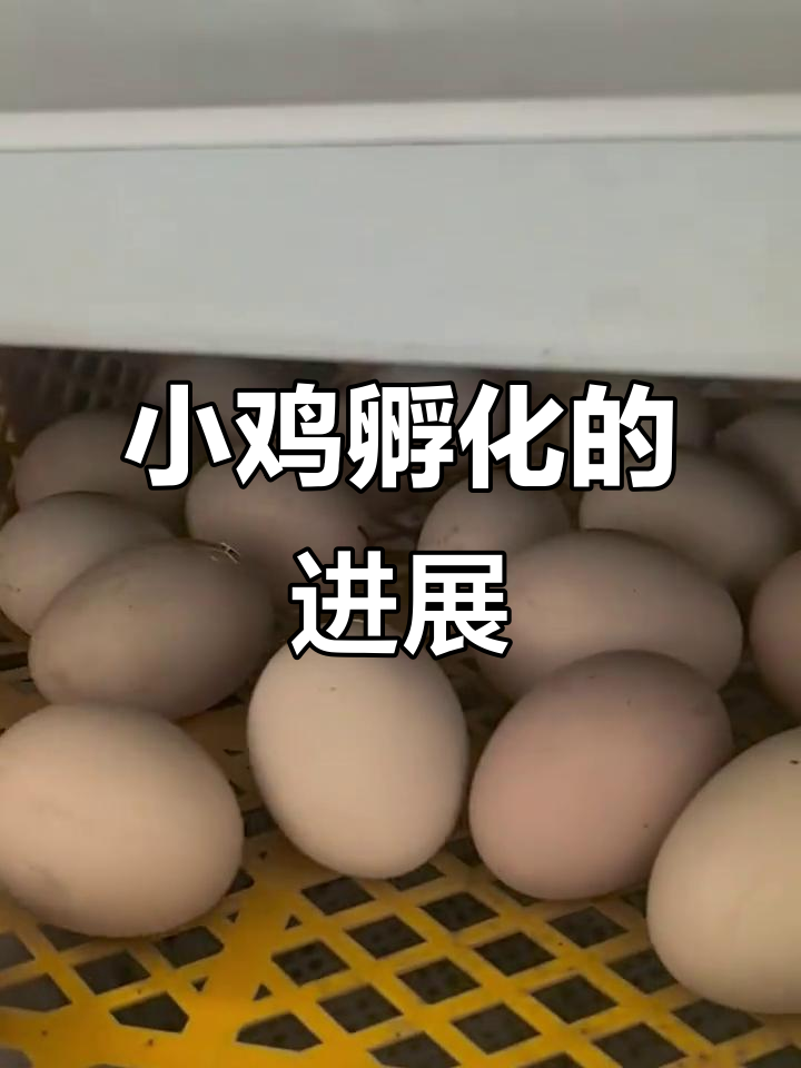 19天小鸡孵化,一半已经出壳,剩下的小鸡能否顺利破蛋?