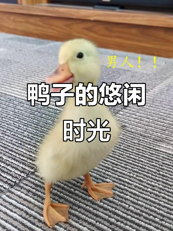 小鸭子过上了舒适生活,吃饱睡足,随地拉屎也不怕脏