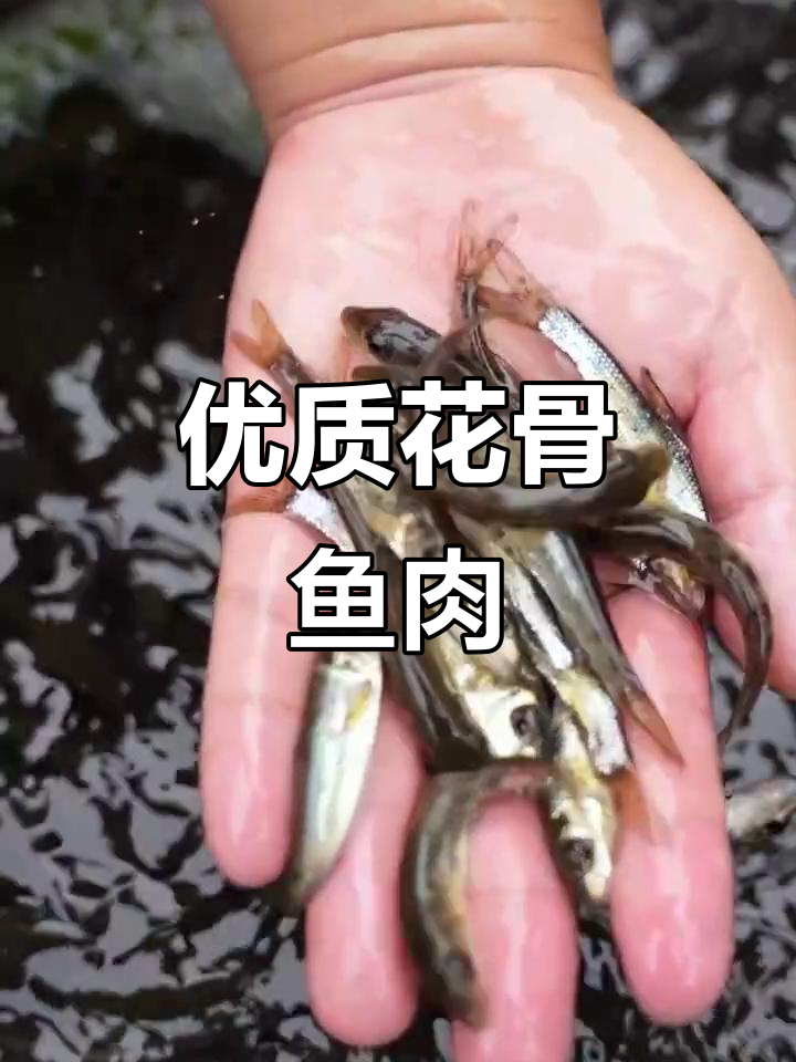 花骨鱼:肉质鲜嫩,营养丰富,淡水美味新宠
