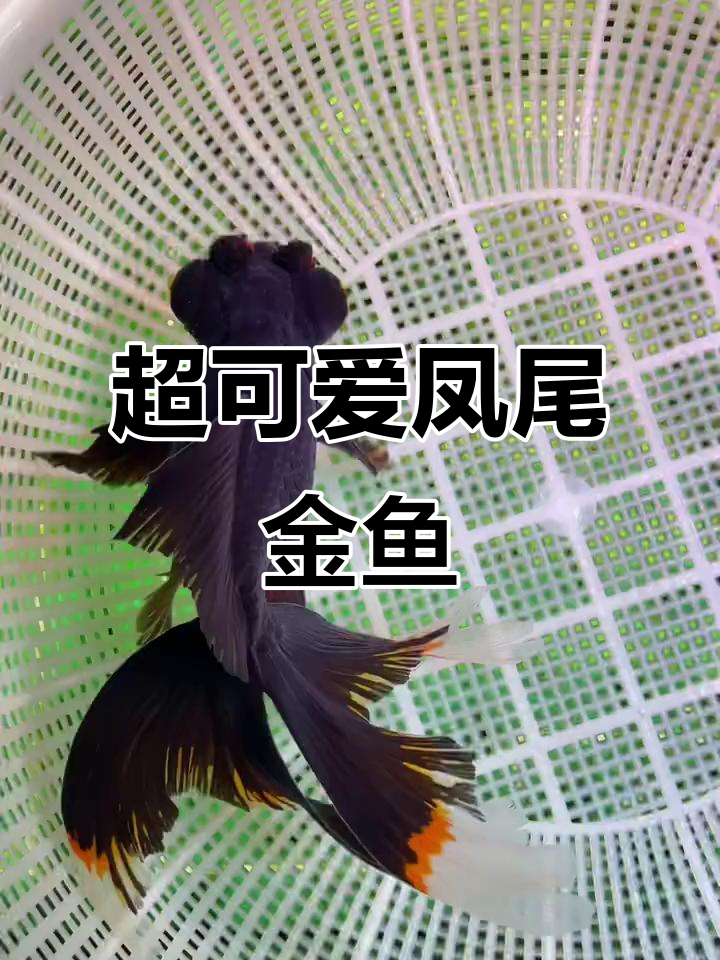 凤尾龙睛带球,超萌金鱼来袭