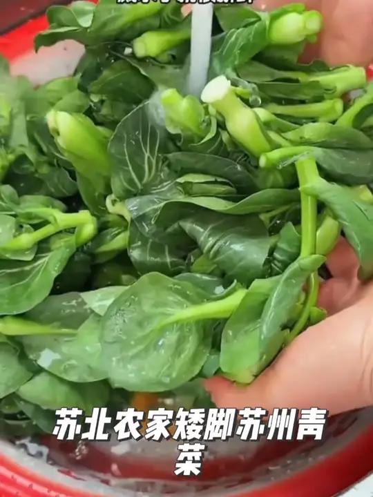 上霜矮脚青菜美味无比,烹香扑鼻,口感软糯,非常新鲜现摘现发的,太爱啦!超新鲜超好吃!苏州青