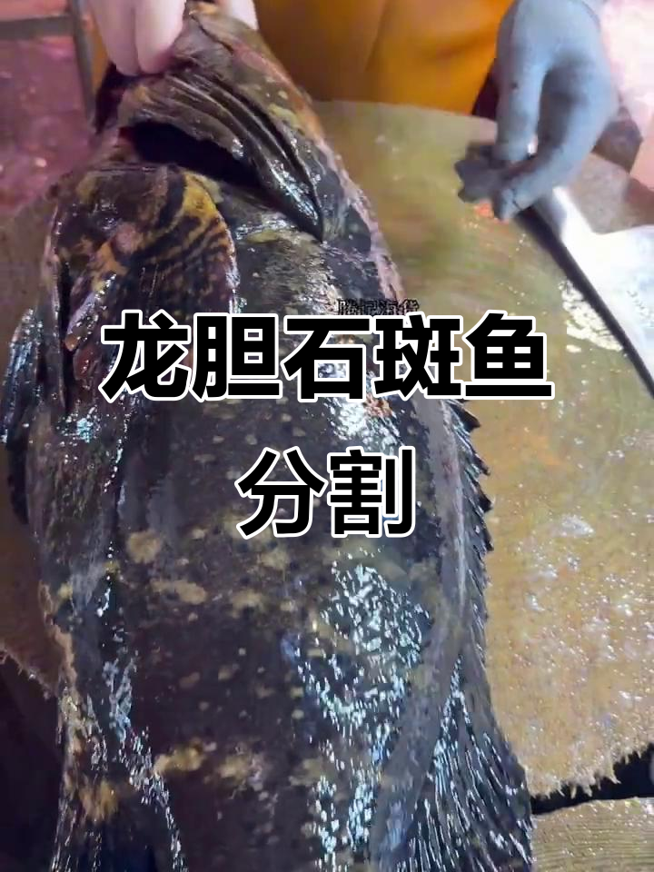 珍珠龙胆鱼分解技巧,杀鱼过程轻松解压