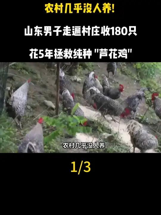 农村几乎没人养！山东男子走遍村庄收180只，花5年拯救纯种 “芦花鸡”
