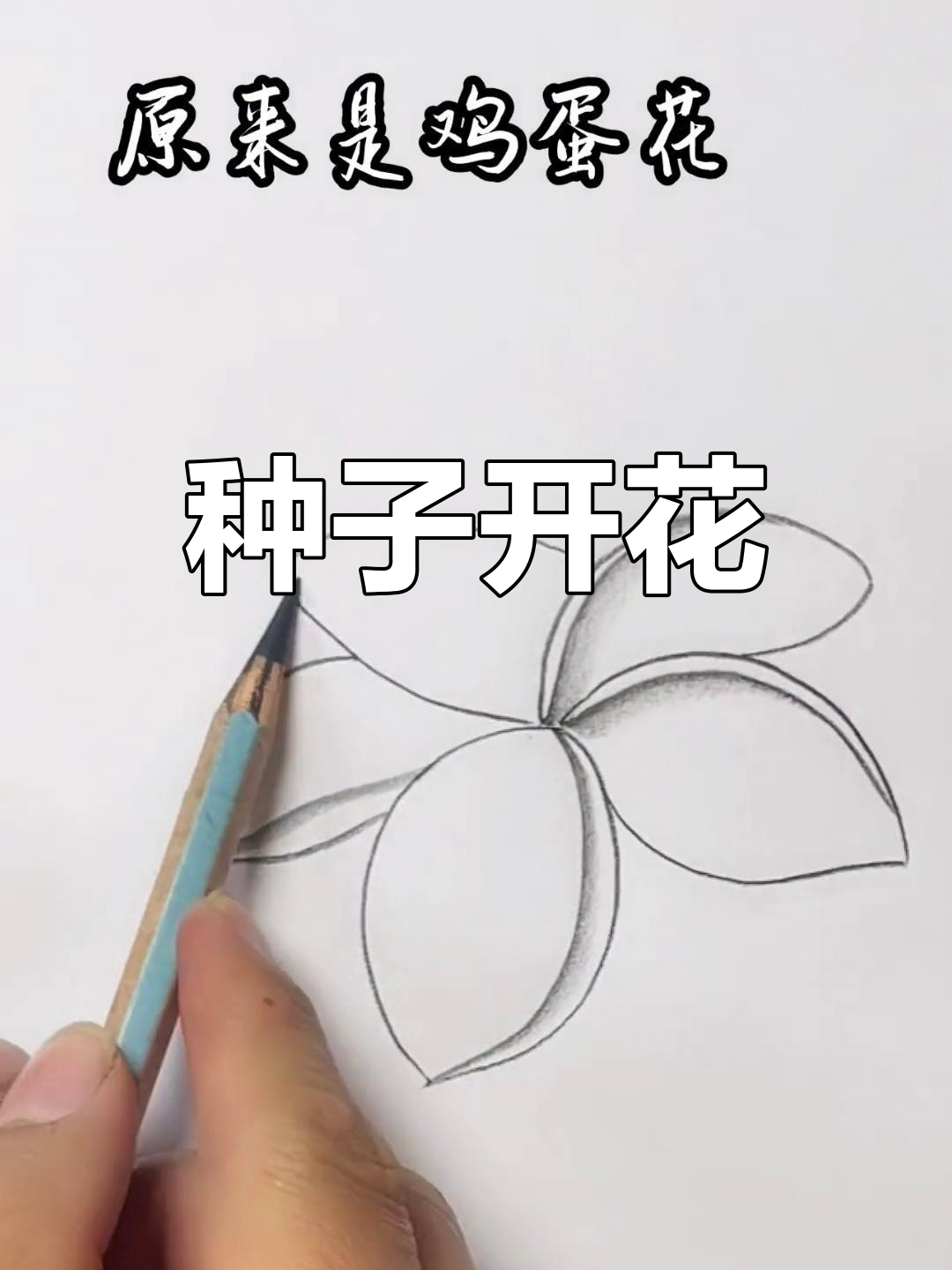 小花园里的鸡蛋花