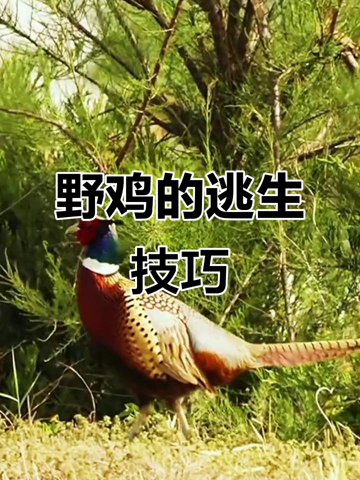 野鸡如何利用环境逃脱天敌,飞行耐力有限成致命弱点