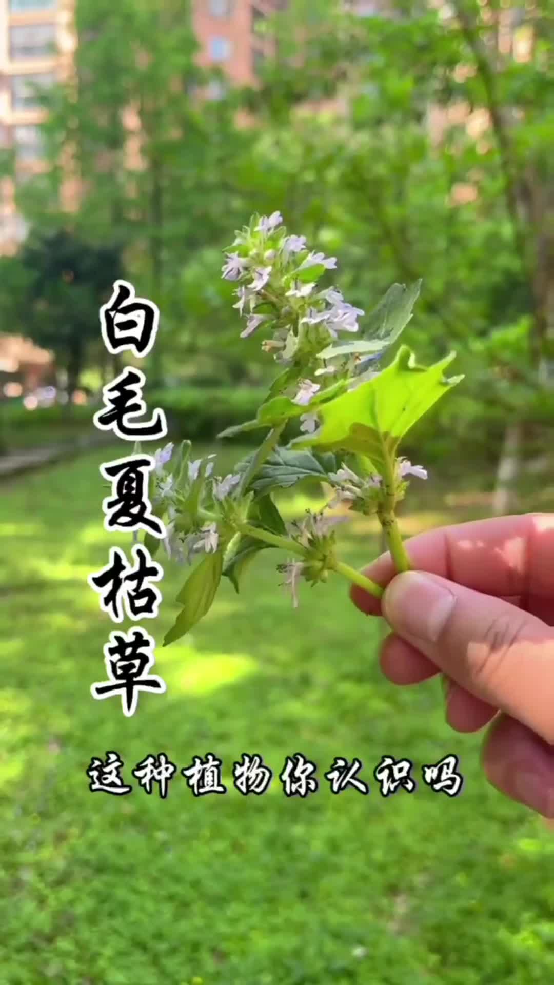 白毛夏枯草,你认识吗?一种宝藏植物!#记录我的乡村生活