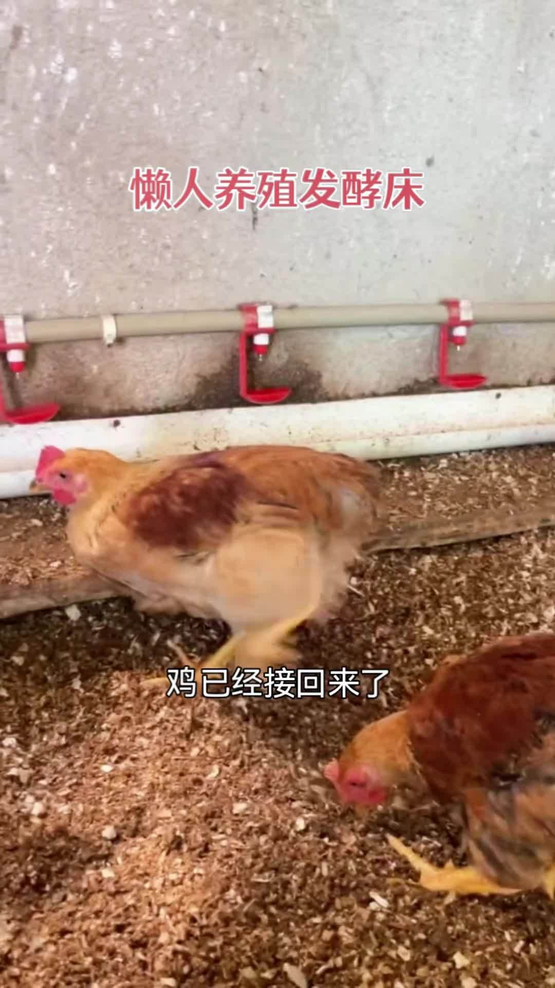 养殖 养鸡 农村散养土鸡 发酵床 农村创业养殖 懒人养殖发酵床菌种，一年四季都不用清理鸡粪