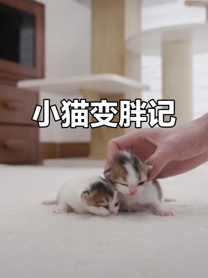 这两只小猫咪胖得像鸡翅包饭,一个叫“鸡翅”另一个叫“包饭”!