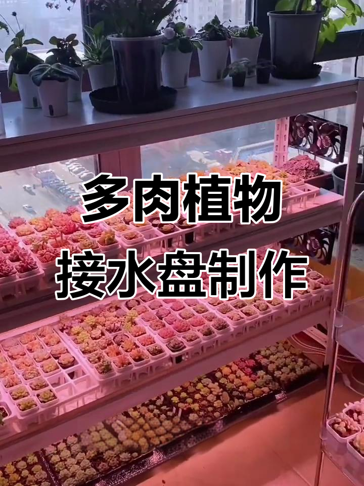 自制多肉植物接水盘,浇水不再麻烦