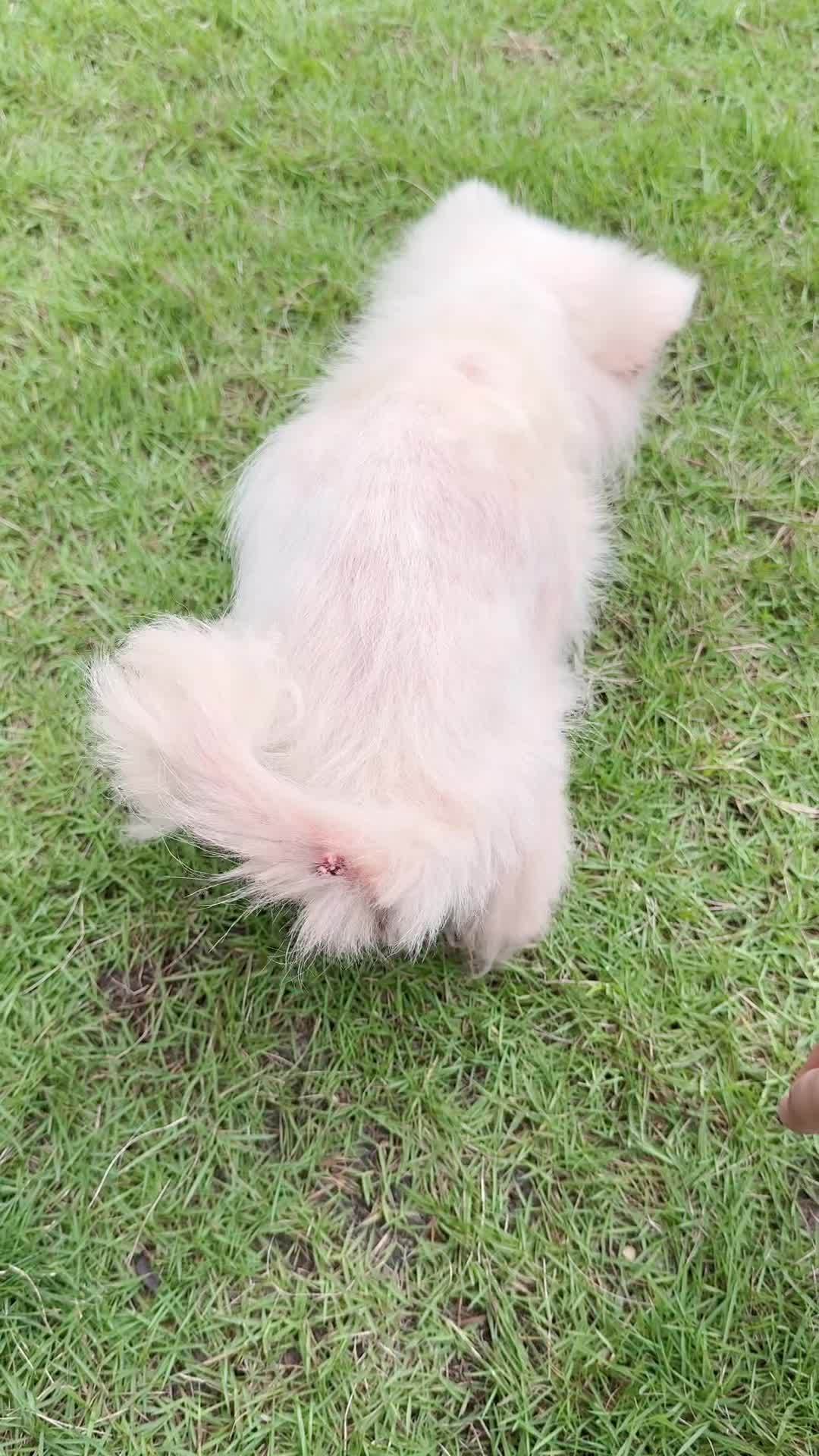 “它已经不敢走了,不要再拖了。” 狗狗出现这种走路姿势一定要重视起来,不要等到站不起来了才