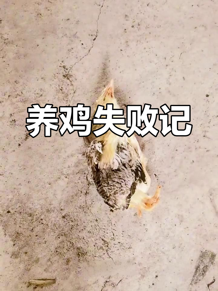 邻居养婆罗门鸡,我也跟风买了几只,结果全冻死了!